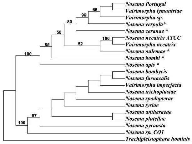 Fig. 10