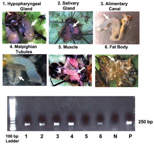 Fig. 9