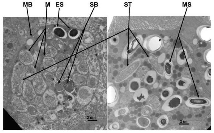 Fig. 4,5