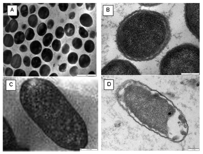 Fig. (5)