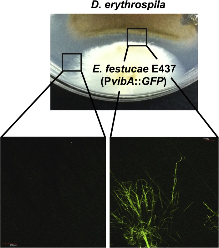 FIG 6