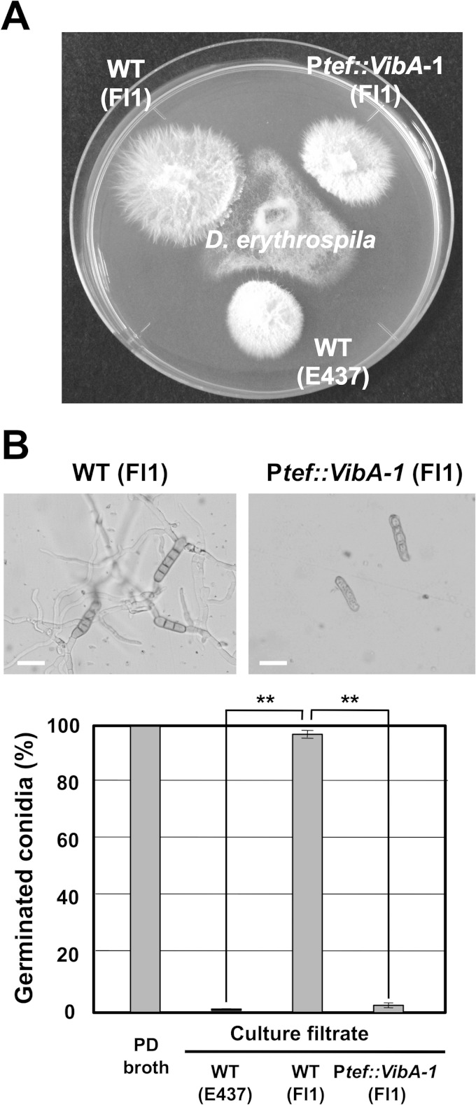 FIG 8