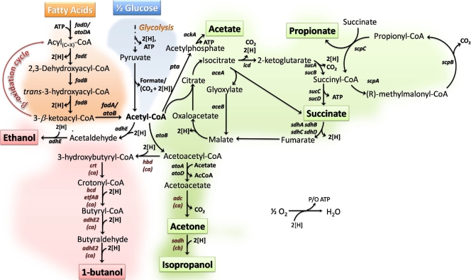 FIG. 1.