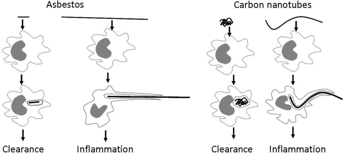 Fig. 8