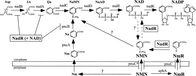 FIG. 1.