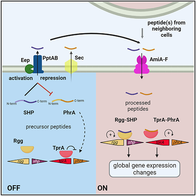 graphic file with name nihms-2011874-f0001.jpg