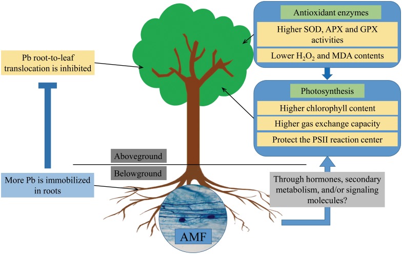 Fig 6