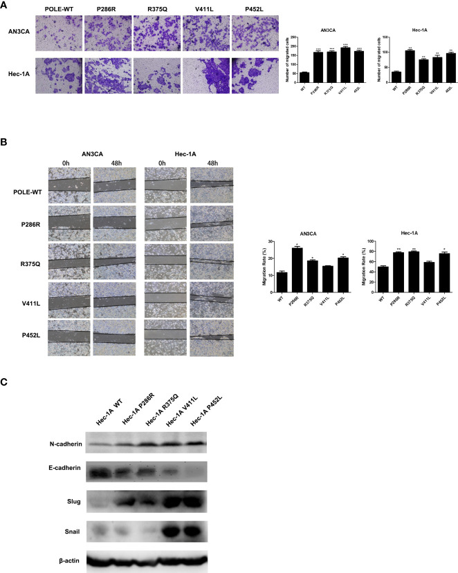 Figure 4