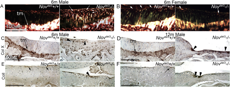 Fig. 6