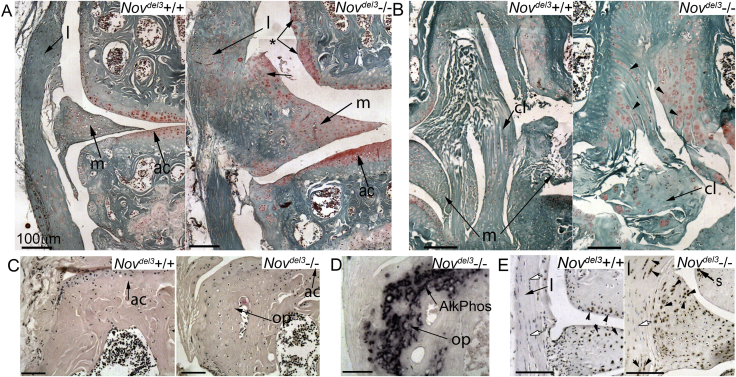 Fig. 4