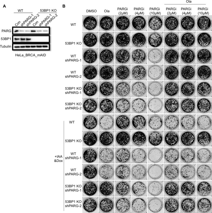 Figure 6—figure supplement 2.