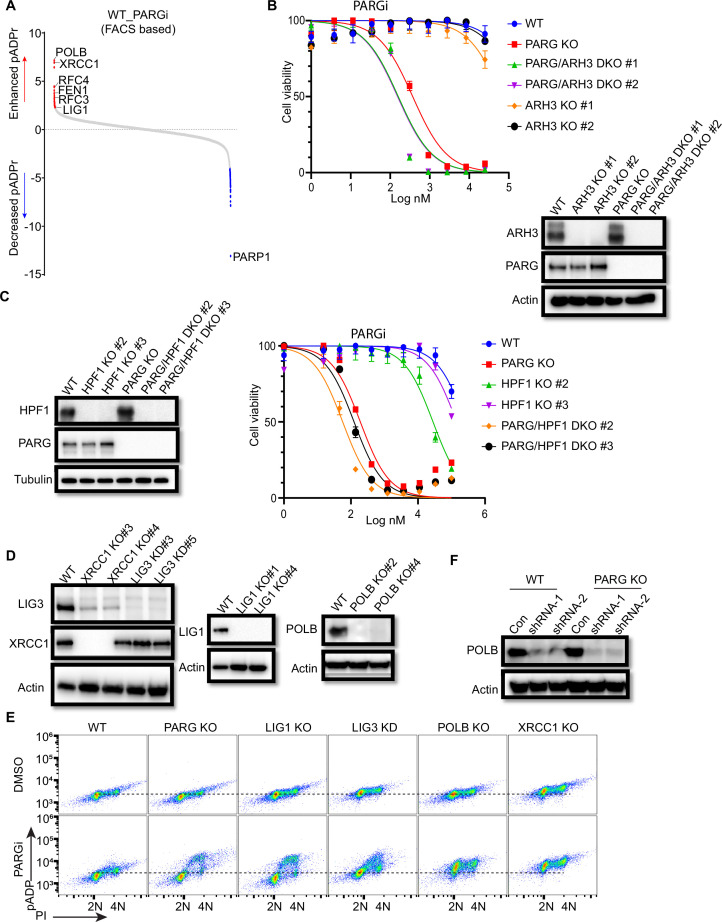 Figure 5—figure supplement 1.