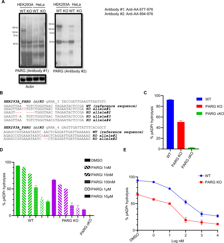 Figure 7—figure supplement 2.