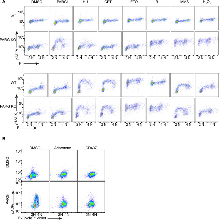 Figure 3—figure supplement 1.