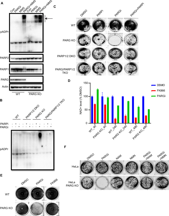 Figure 2—figure supplement 1.