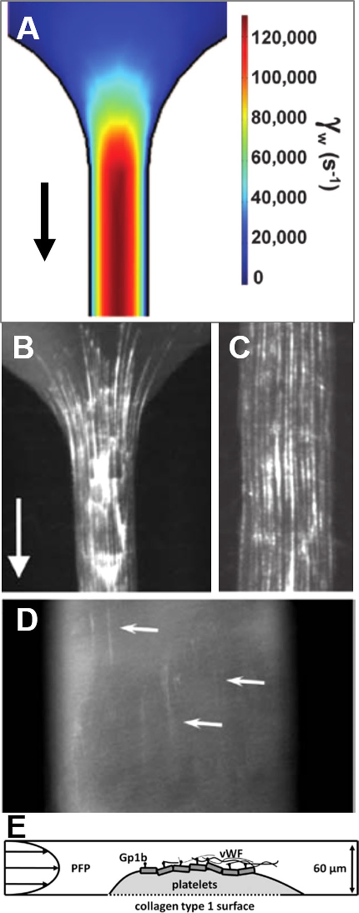 FIG. 1.