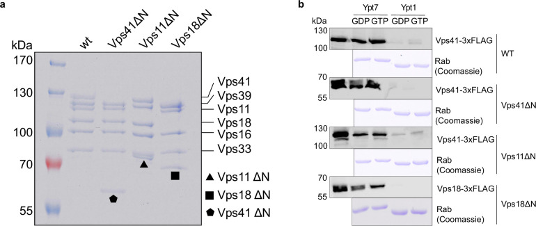 Figure 1—figure supplement 4.