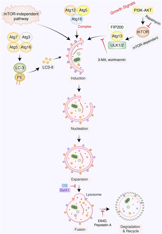 FIGURE 1