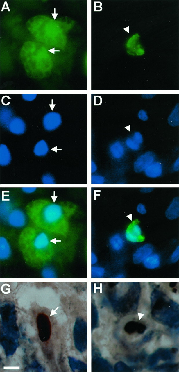 Fig. 9.