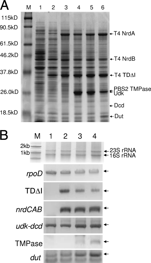 FIG. 6.