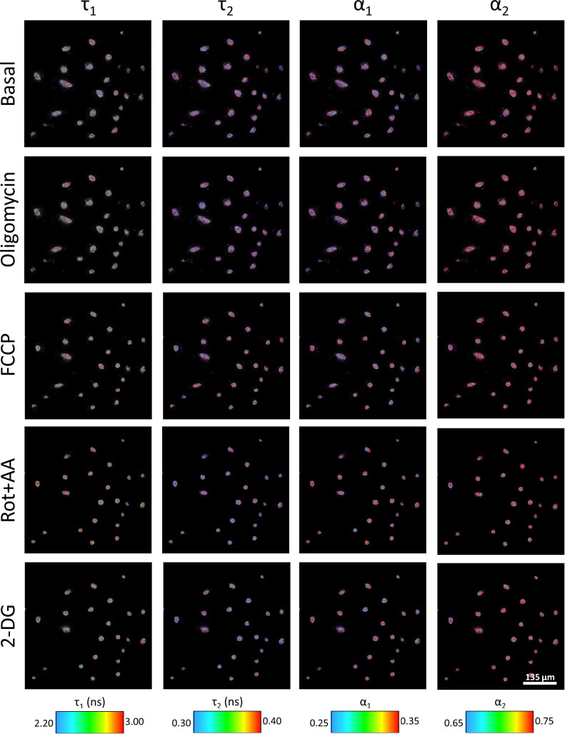 Figure 3—figure supplement 1.