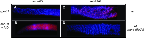 Figure 7.—