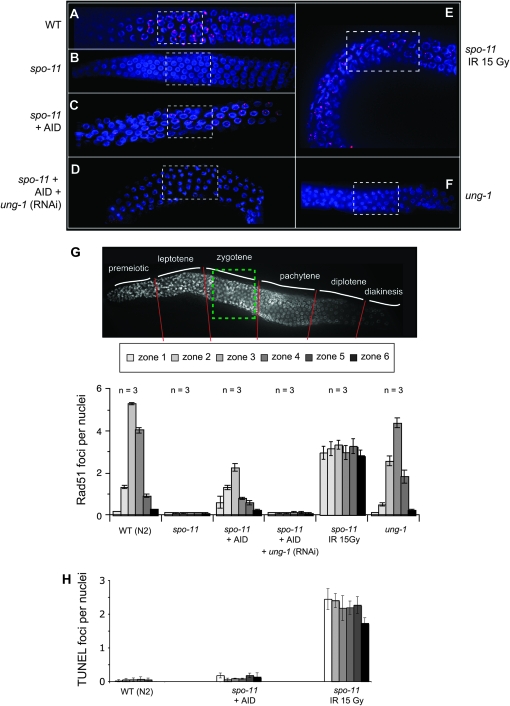 Figure 4.—