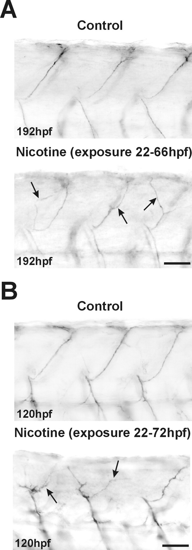 Fig. 9.