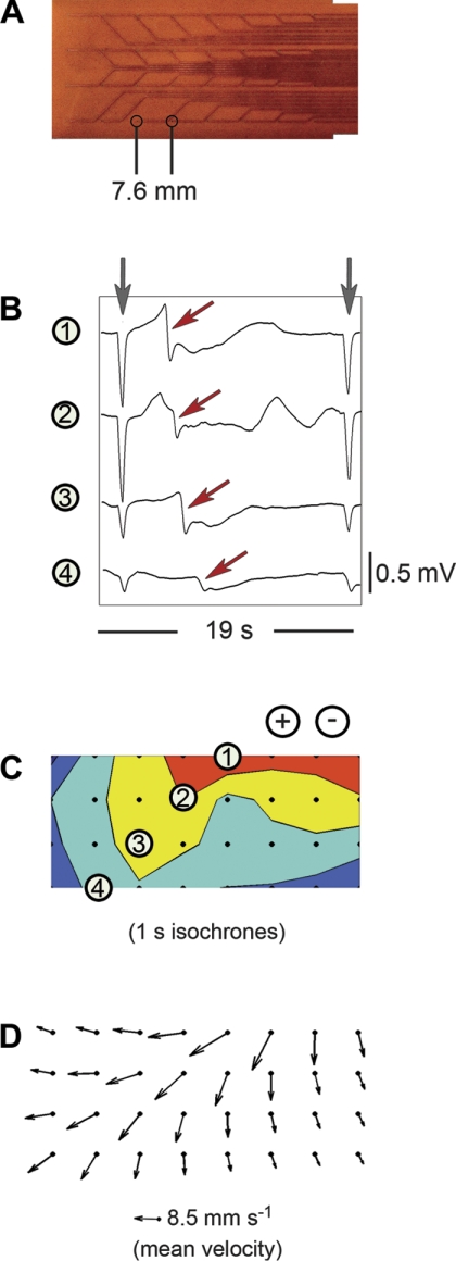 Fig. 1.