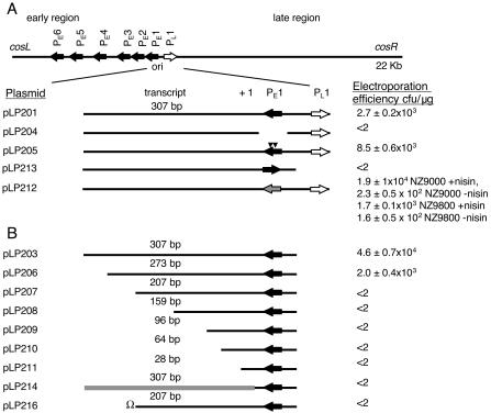 FIG. 1.