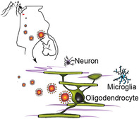 graphic file with name GLIA-69-2023-g007.jpg