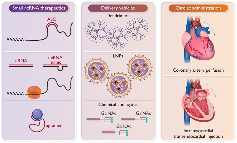 Graphical abstract