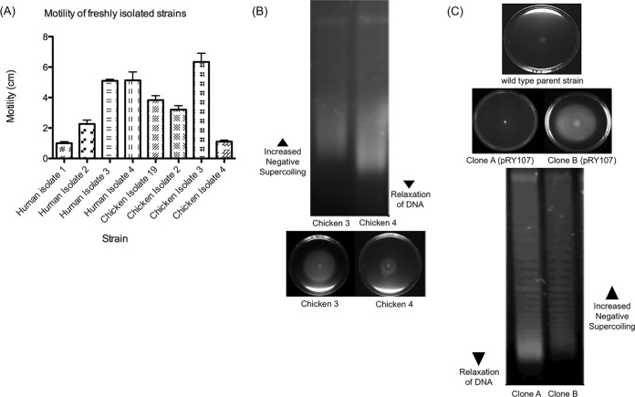 FIG 2 