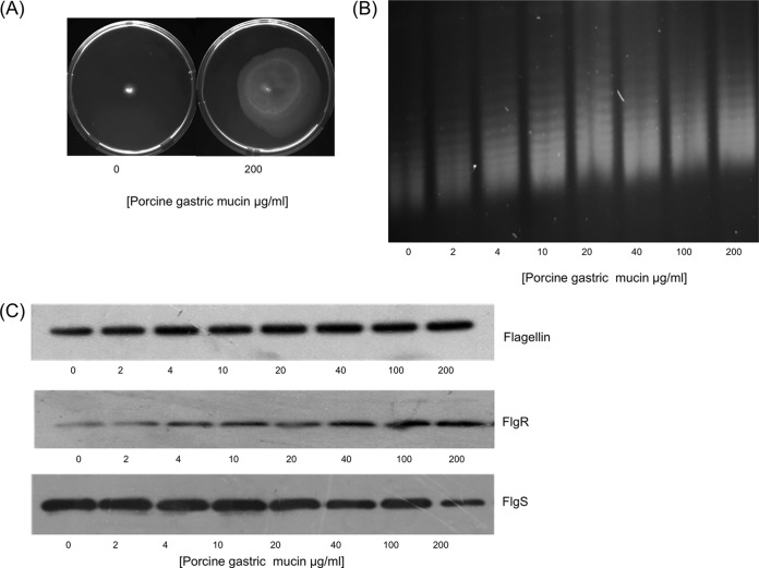 FIG 6 