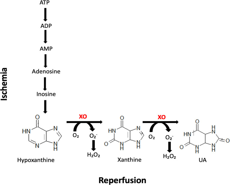 Figure 1