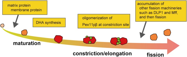 Fig. 8.