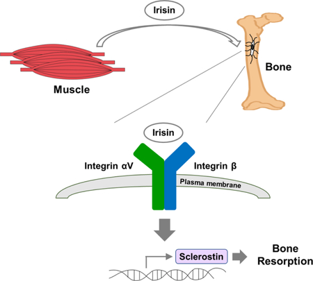 graphic file with name nihms-1515337-f0001.jpg