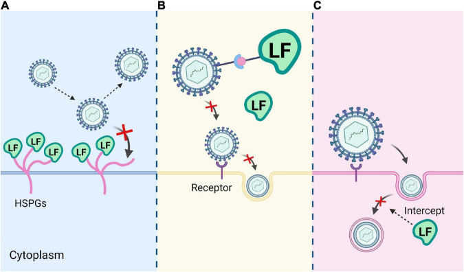 FIGURE 4