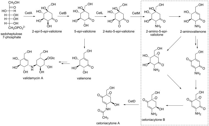 Scheme 2