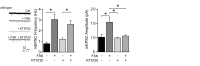 Figure 5—figure supplement 1.