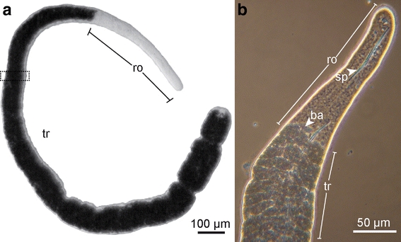 Fig. 1