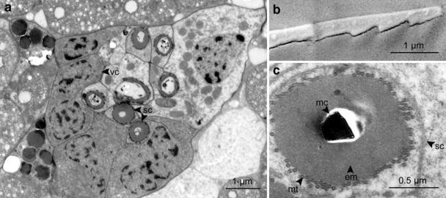 Fig. 7