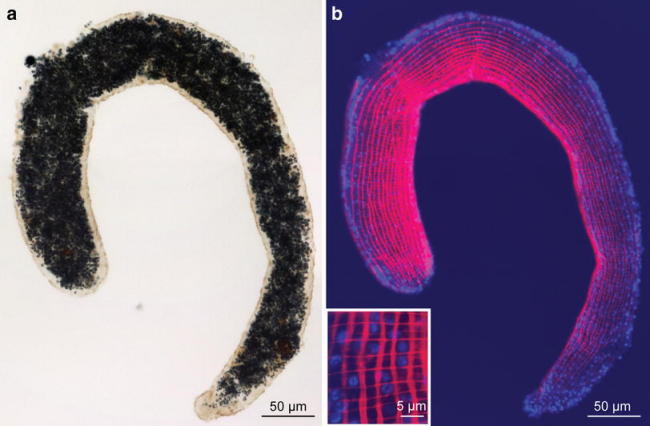 Fig. 4