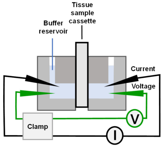 graphic file with name BioProtoc-12-06-4359-ga001.jpg