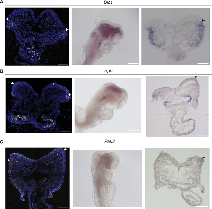 Figure 5—figure supplement 2.