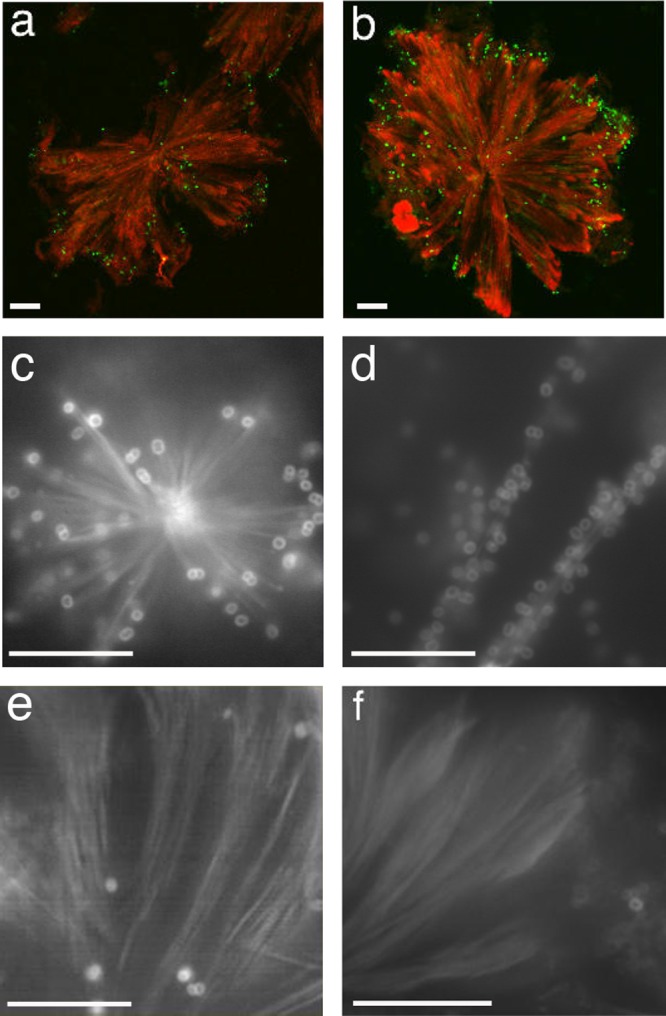 FIG 2