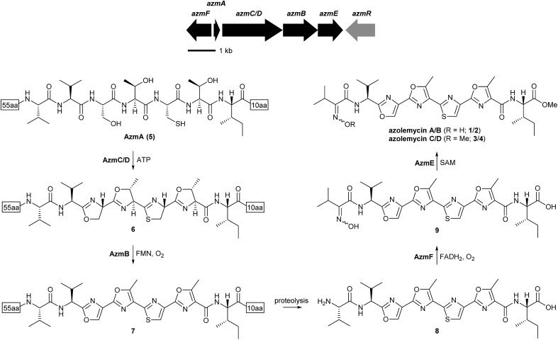 Fig. 2