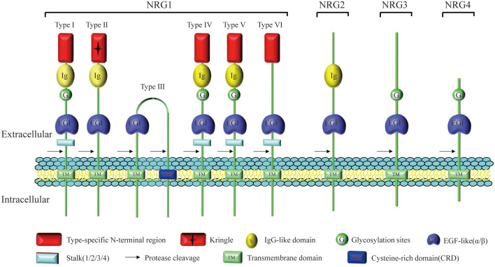 Neuregulins in Neurodegenerative Diseases - PMC