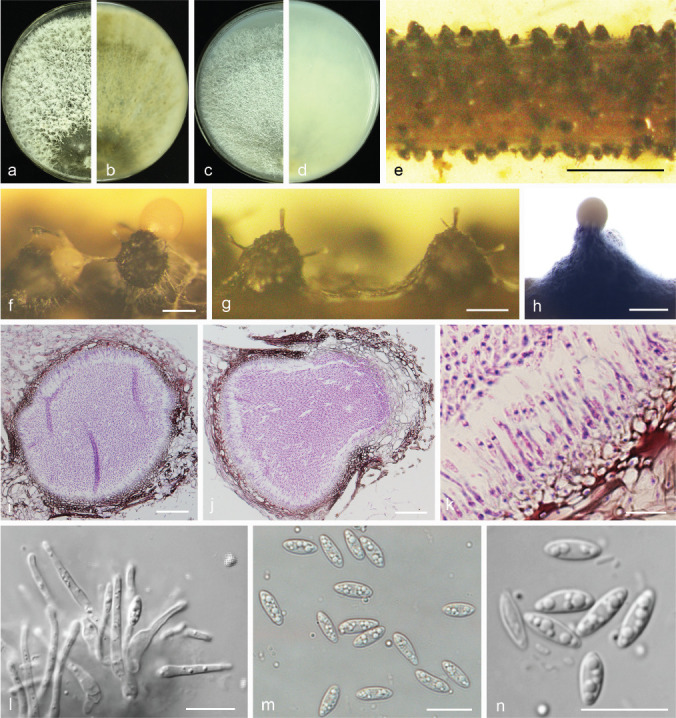 Fig. 17