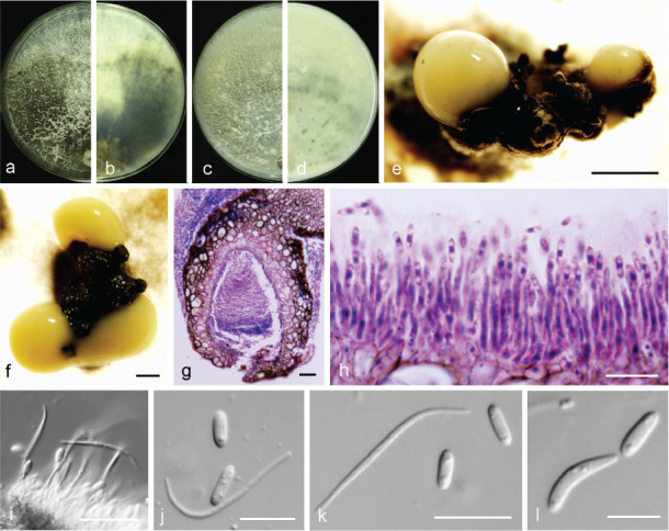 Fig. 10